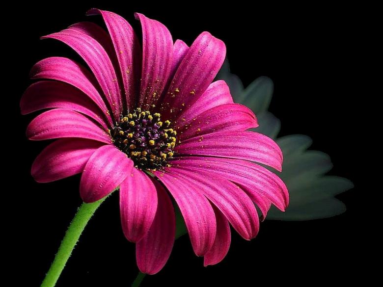 Free stock image of Fresh Daisy created by Pixabay