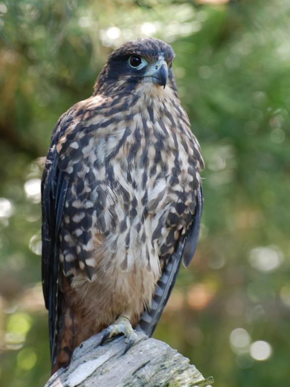 Free stock image of Falcon on the Tree created by Pixabay