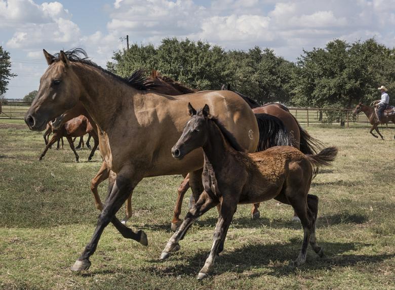 Free stock image of Horses in the Stable created by Pixabay