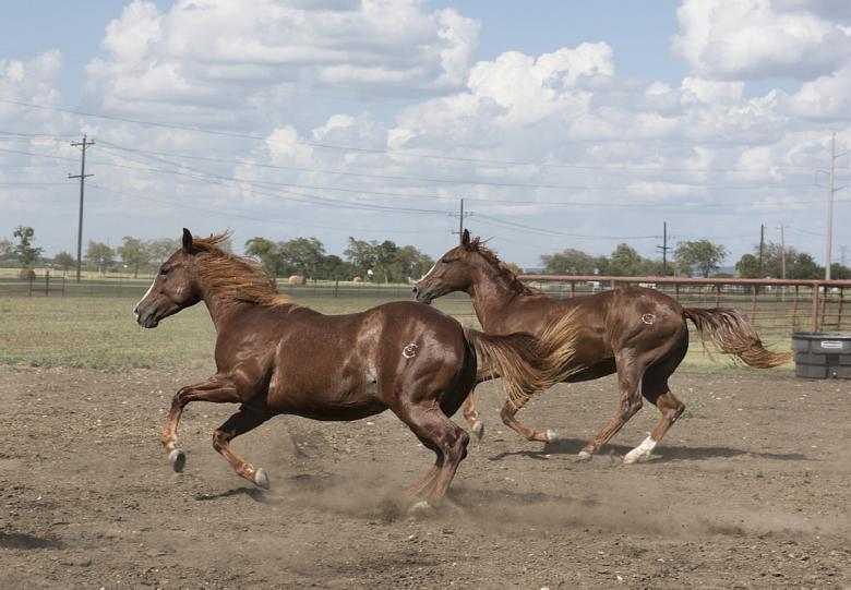 Free stock image of Horses in the Stable created by Pixabay