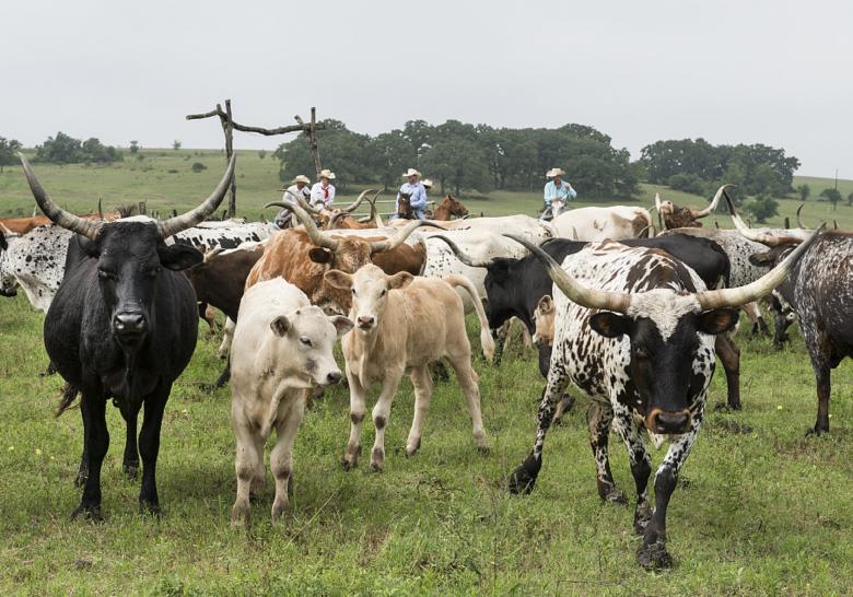 Free stock image of Longhorn Cattle created by Pixabay