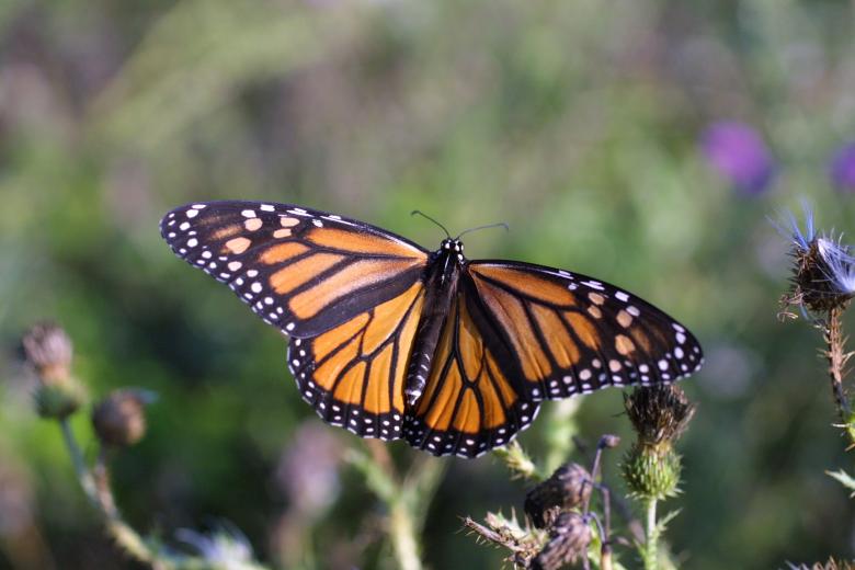 Free stock image of Monarch Butterfly created by Pixabay