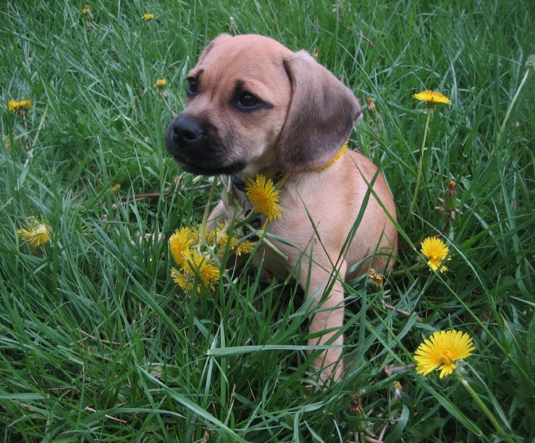 Free stock image of Puggle Puppy created by Pixabay