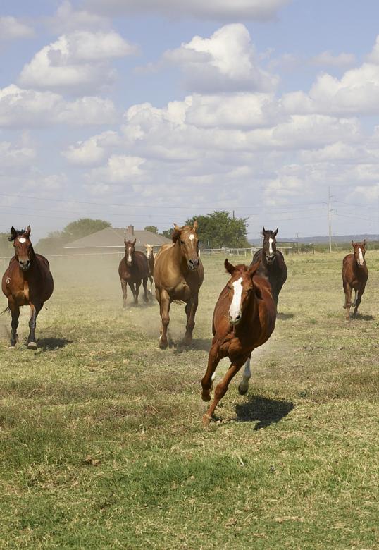 Free stock image of Quarter Horses created by Pixabay
