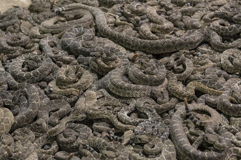 Free stock image of Group of Rattlesnakes created by Pixabay