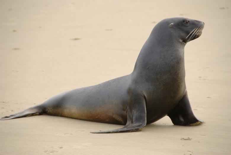 Free stock image of Sea Lion created by Pixabay