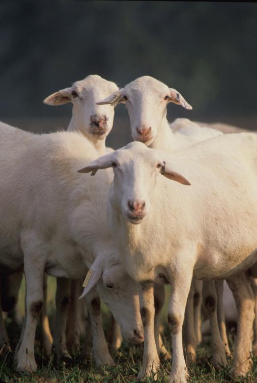 Free stock image of Herd created by Pixabay