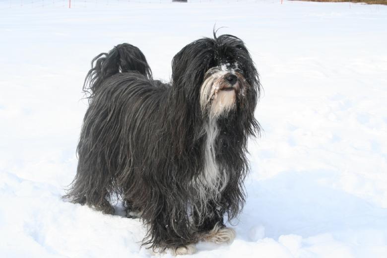 Free stock image of Tibetan Terrier created by Pixabay