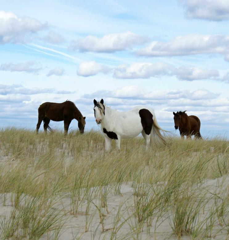 Free stock image of Wild Ponies created by Pixabay