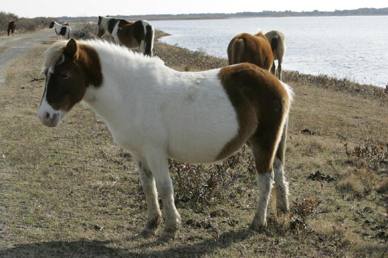 Free stock image of Wild Ponies created by Pixabay