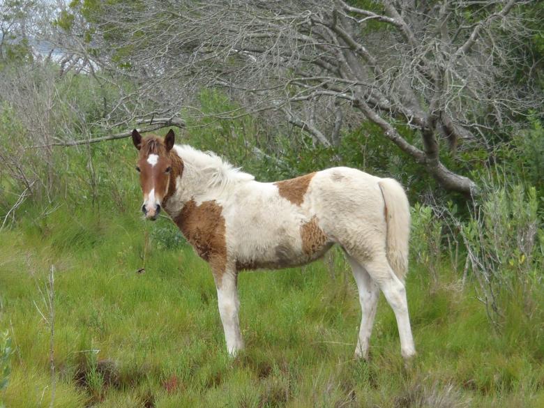 Free stock image of Wild Pony created by Pixabay
