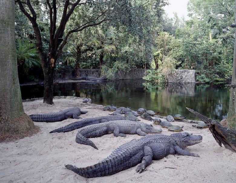 Free stock image of Alligators of the Lake created by Pixabay
