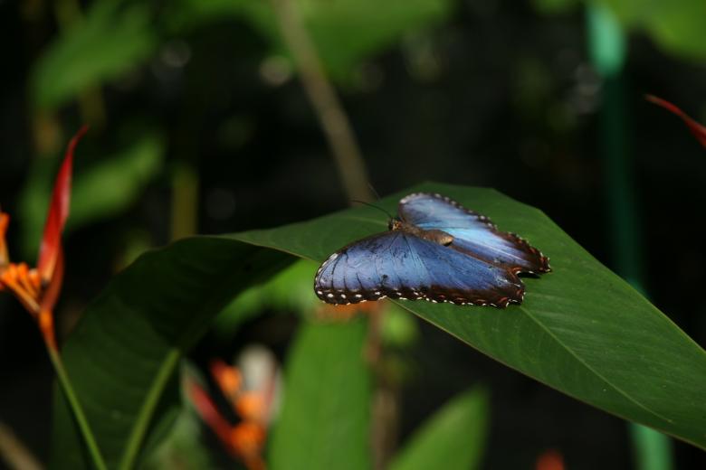 Free stock image of Blue Morpho Butterfly created by Pixabay