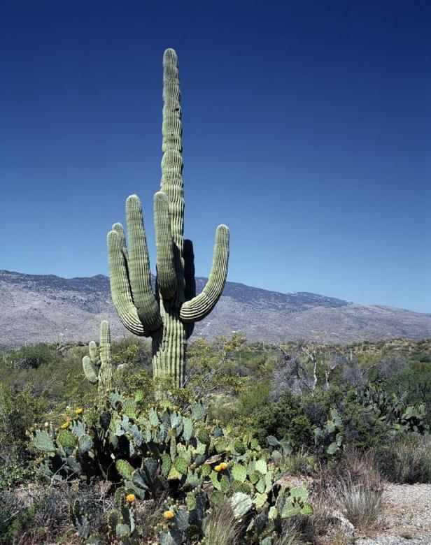 Free stock image of Thorny Cactus created by Pixabay