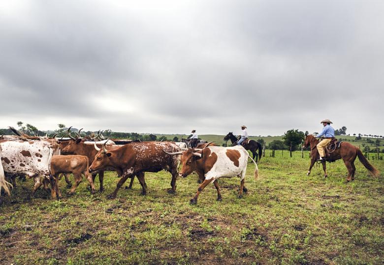 Free stock image of Cattle Drive created by Pixabay