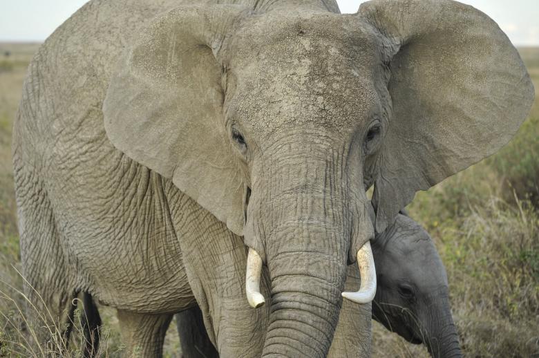 Free stock image of Elephant Closeup created by Pixabay