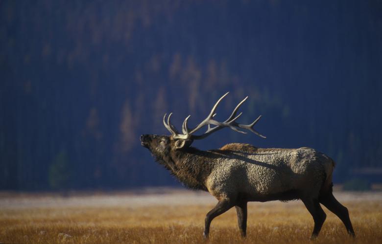 Free stock image of Wild Elk created by Pixabay