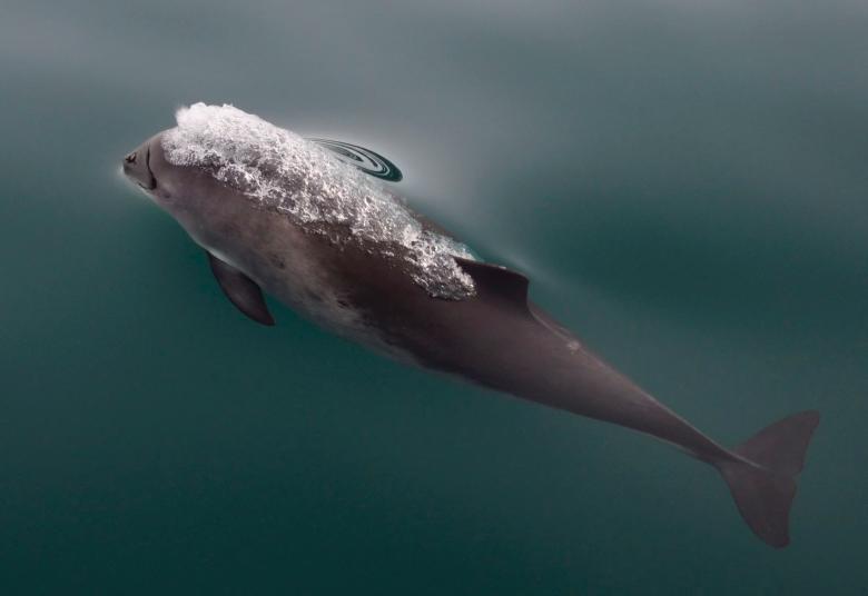 Free stock image of Harbor Porpoise created by Pixabay
