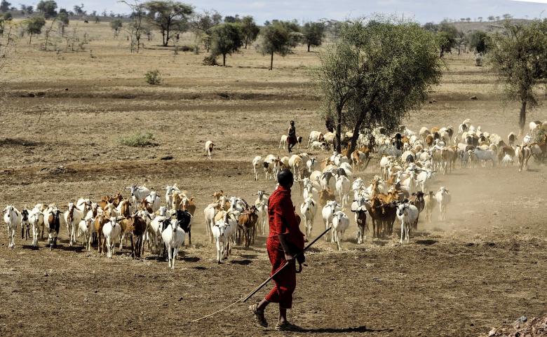 Free stock image of Maasai Herdsman created by Pixabay