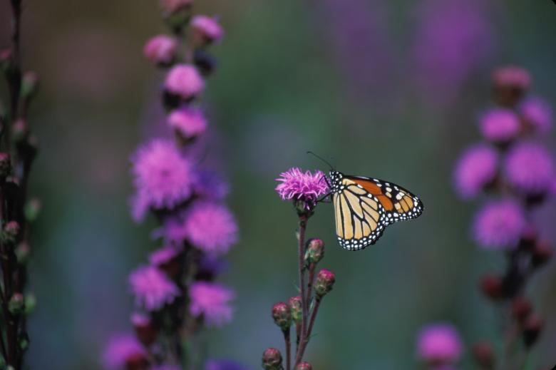 Free stock image of Monarch Butterfly on the Flower created by Pixabay