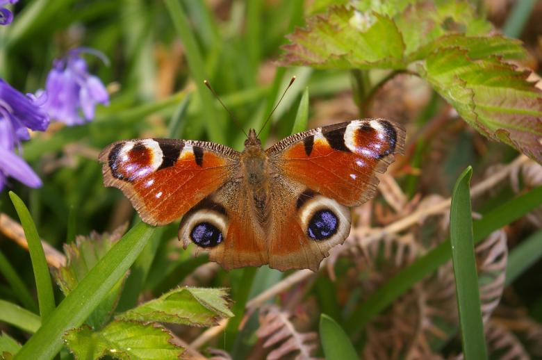 Free stock image of Peacock Butterfly in the Garden created by Pixabay