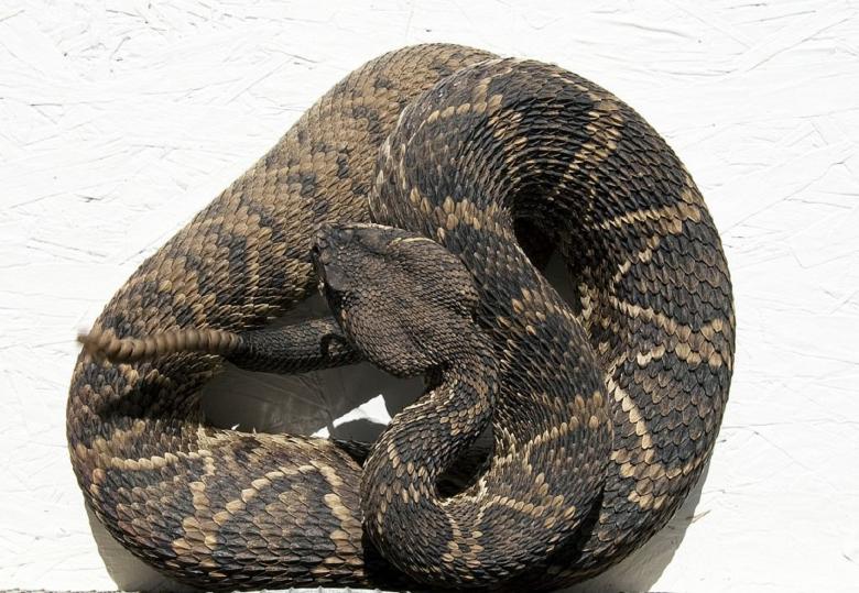 Free stock image of Rattlesnake Closeup created by Pixabay