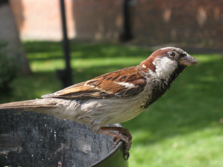 Free stock image of Sparrow Closeup created by Pixabay