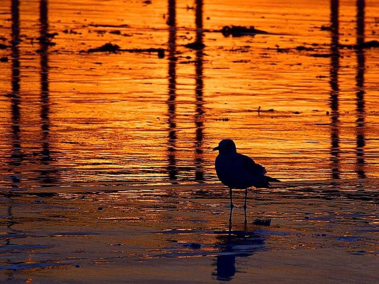 Free stock image of Bird in the Water created by Pixabay