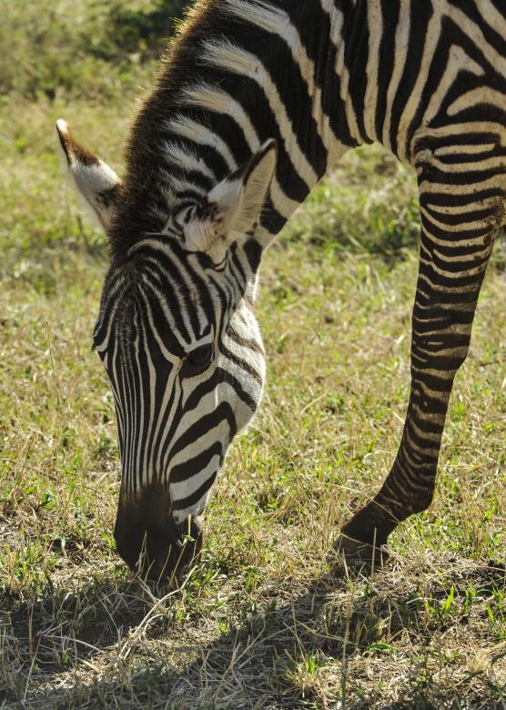 Free stock image of Zebra in the Zoo created by Pixabay