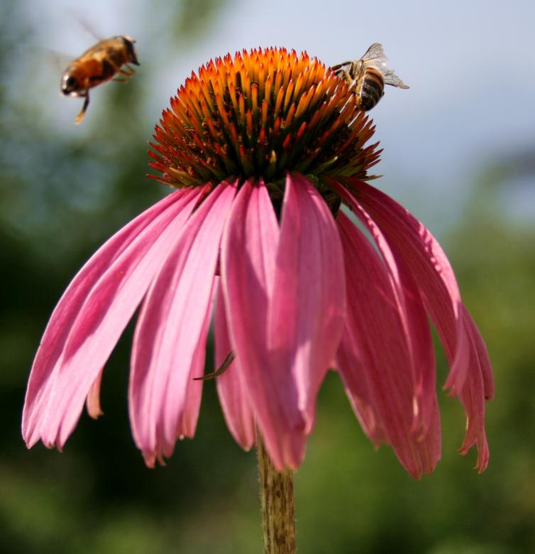 Free stock image of Bees in the Garden created by Pixabay
