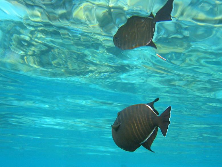 Free stock image of Black Triggerfish created by Pixabay