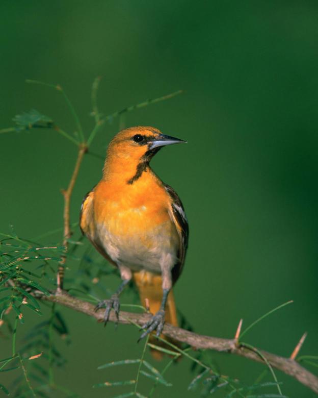Free stock image of Bullocks Oriole created by Pixabay
