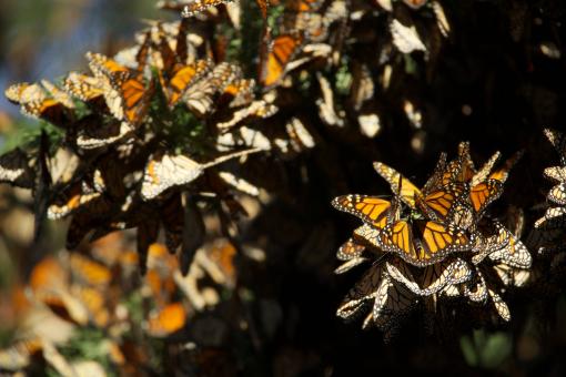 Free Stock Photo of Group of Butterflies