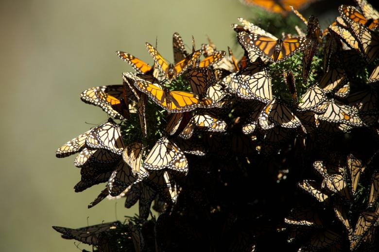Free stock image of Group of Butterflies created by Pixabay