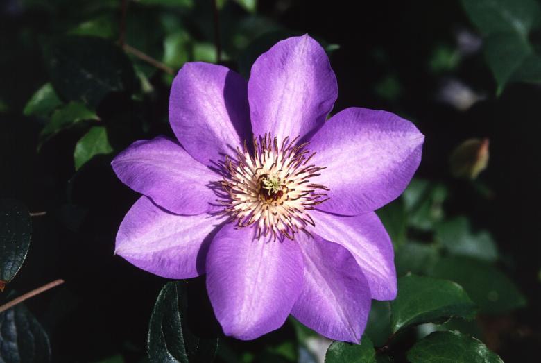 Free stock image of Clematis Hybrid created by Pixabay