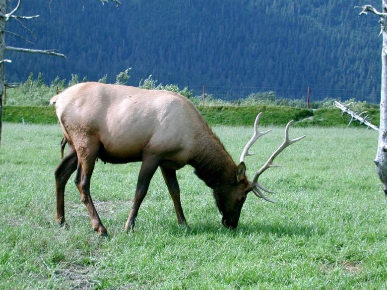 Free stock image of Elk in the Jungle created by Pixabay