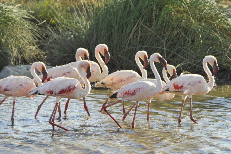 Free stock image of Group of Flamingos created by Pixabay