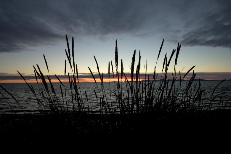 Free stock image of Grass on the Shore created by Pixabay