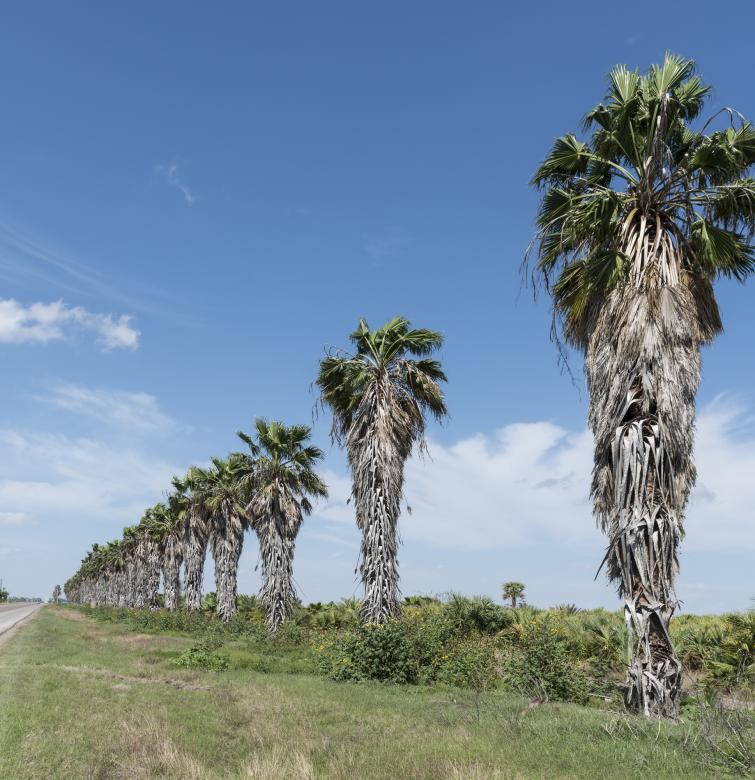Free stock image of Palm Trees created by Pixabay