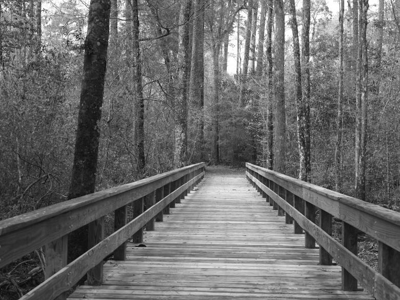 Free stock image of Pathway to the Jungle created by Pixabay