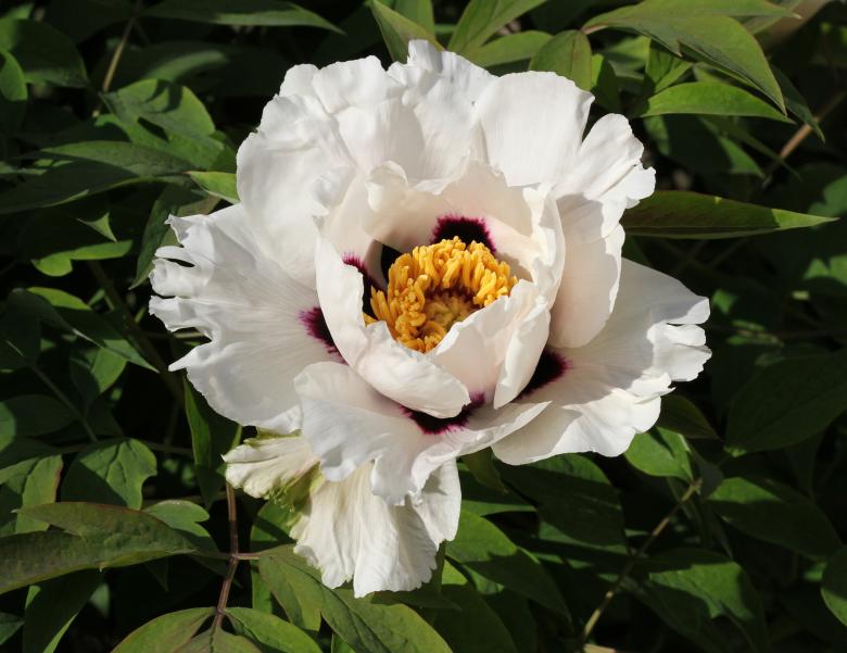 Free stock image of White Peony created by Pixabay