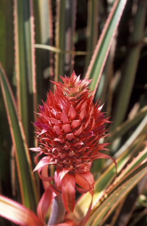 Free stock image of Pineapple Growing created by Pixabay