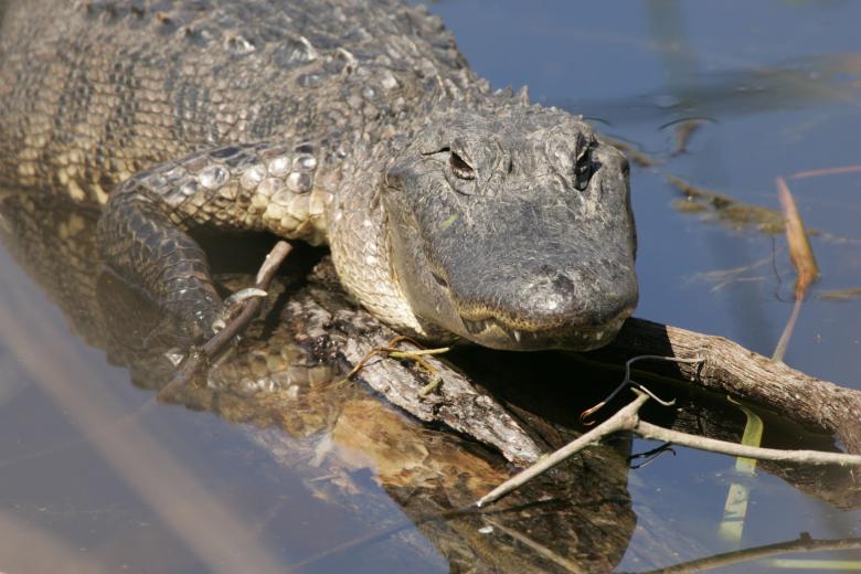 Free stock image of Wild Alligator created by Pixabay