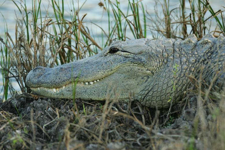 Free stock image of Crocodile on the Riverbank created by Pixabay