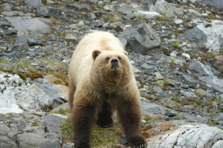 Free stock image of Brown Bear created by Pixabay