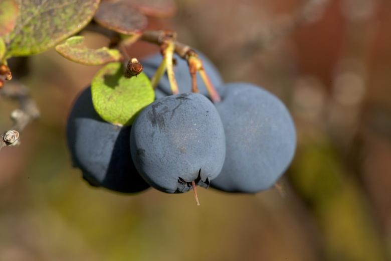 Free stock image of Blue Berries created by Pixabay