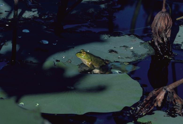 Free stock image of Bull Frog created by Pixabay