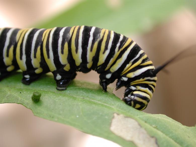 Free stock image of Caterpillar on the Leave created by Pixabay