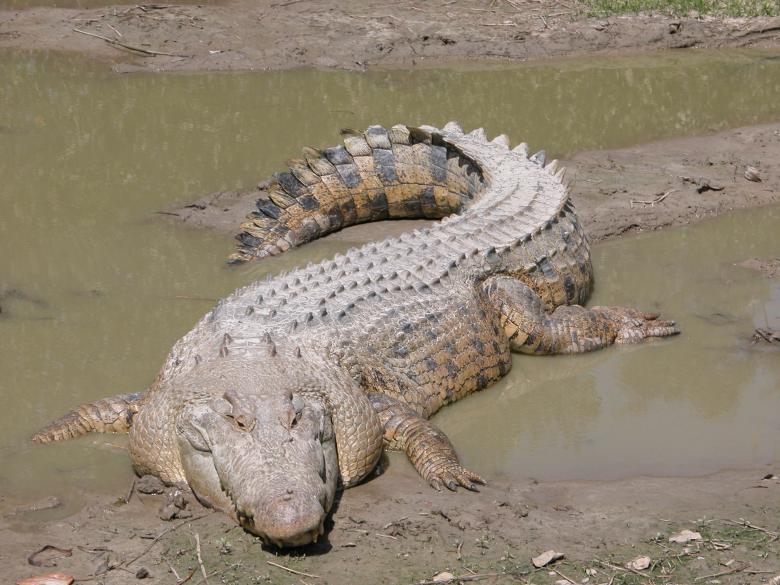 Free stock image of Crocodile on the Bank created by Pixabay