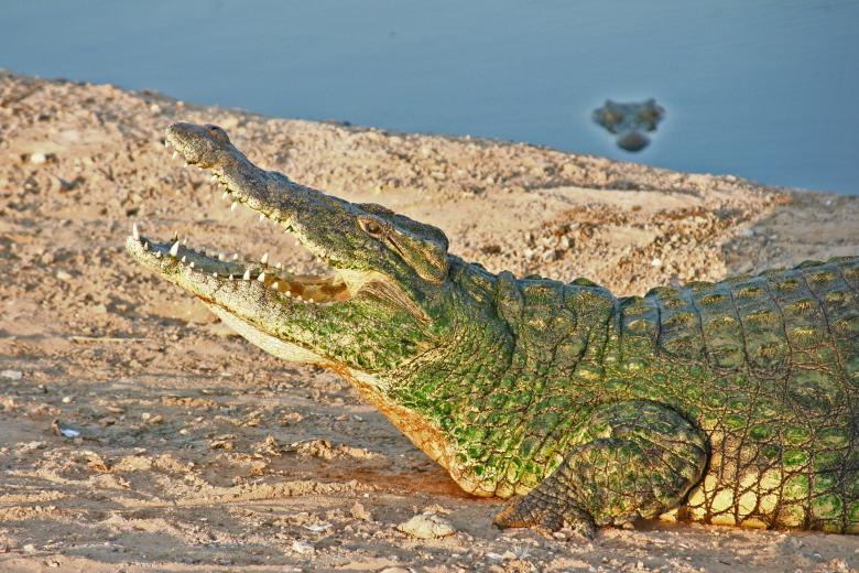 Free stock image of Crocodile on the Bank created by Pixabay